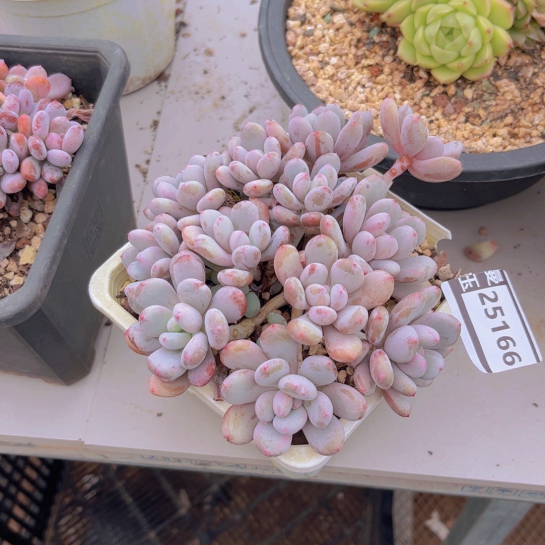 香香雪多肉植物25166