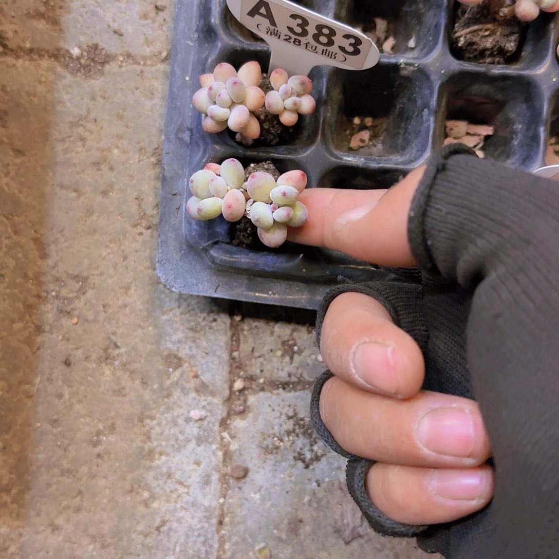 A383两颗一物一拍