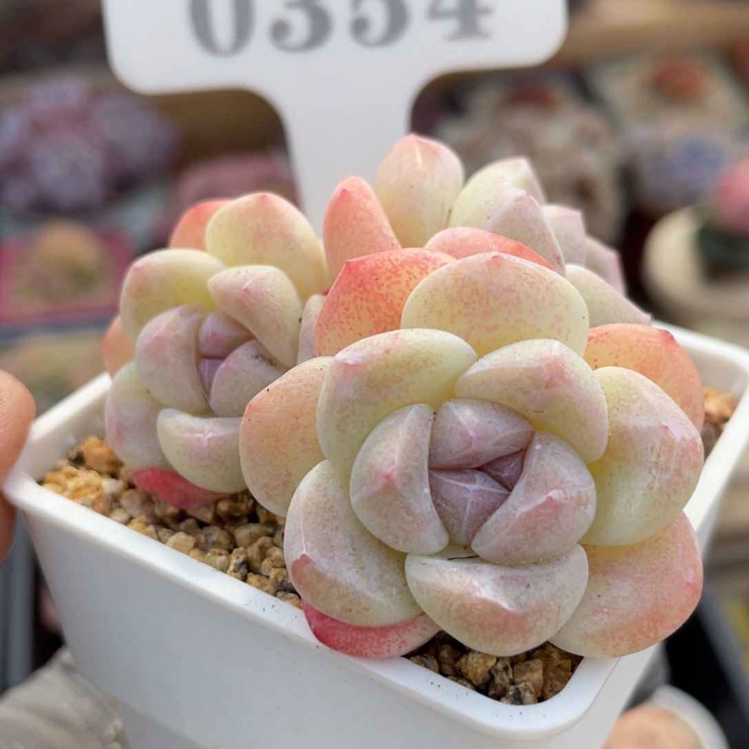 0354 冰玉4头 6.5厘米