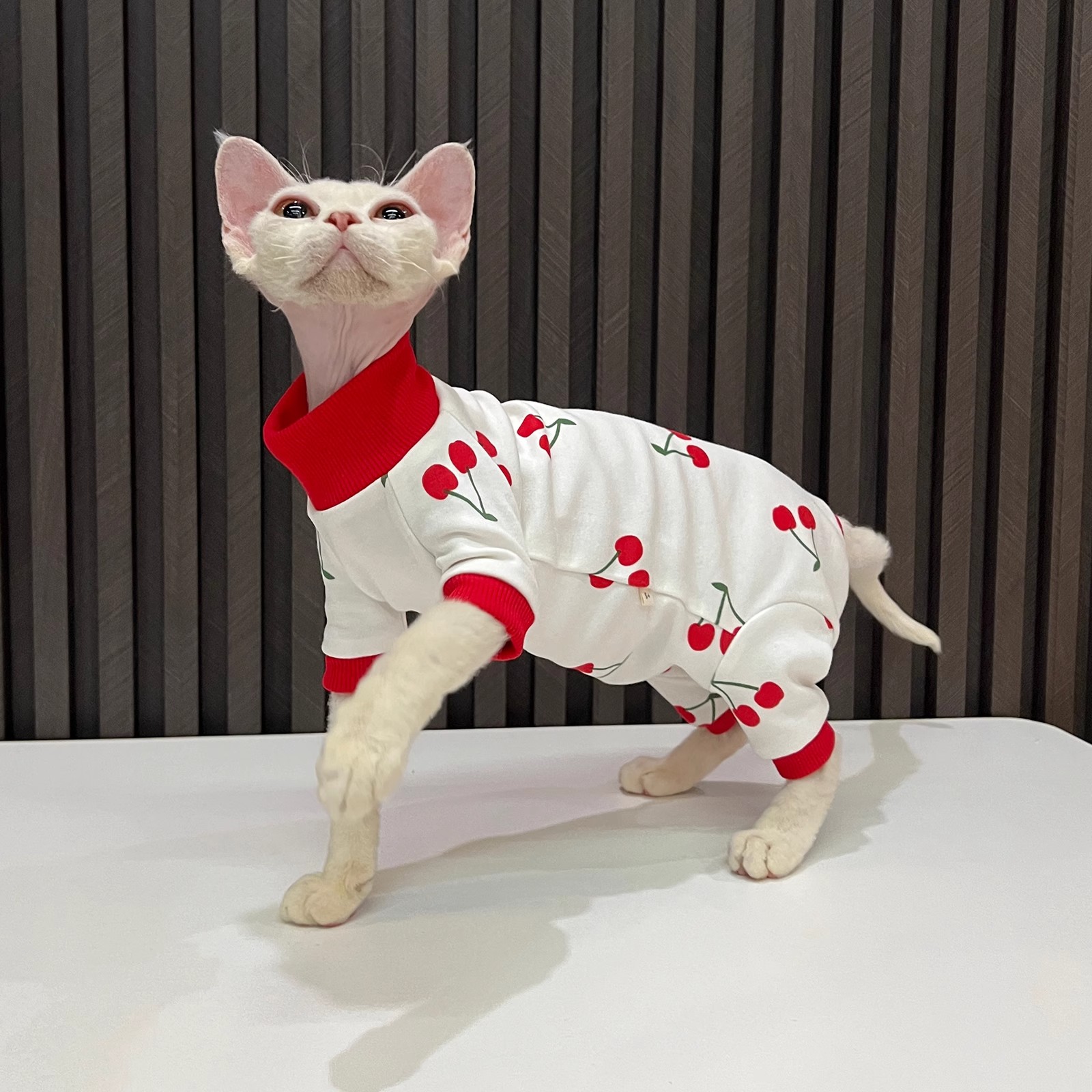 春秋款全包四脚衣德文猫衣服夏季无毛猫衣服护肚斯芬克斯全包衣服