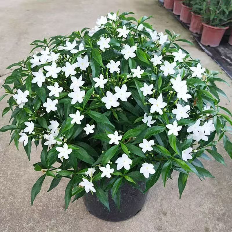 珍珠茉莉盆栽花卉耐热耐寒花期长适合阳台庭院种植