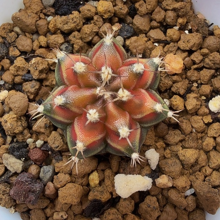 当前无花朵，栽培后可花朵