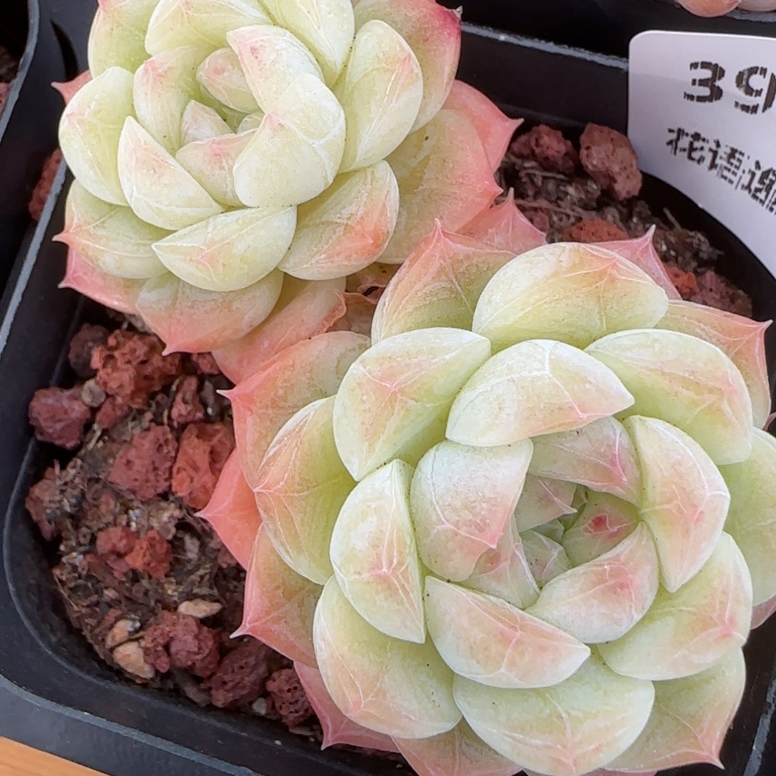 花语逸镜0212-393