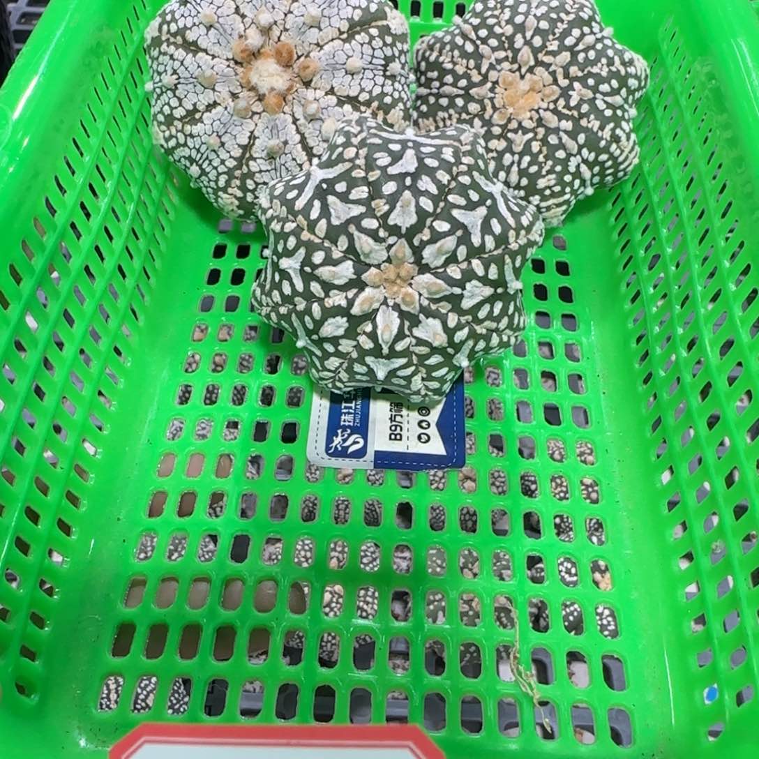 无花朵第一组3个福利海星