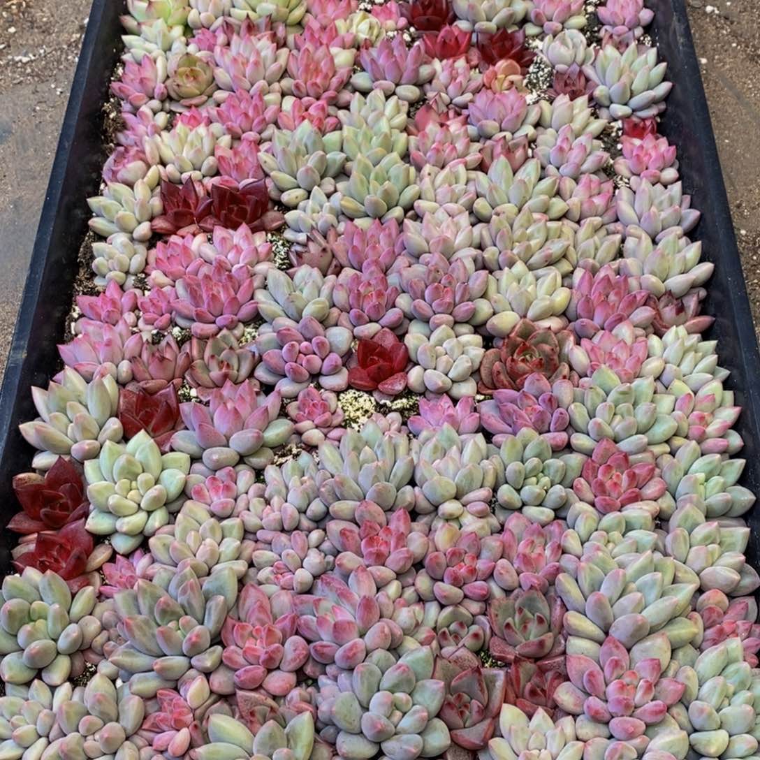 草***长518多肉植物保护研究所所长