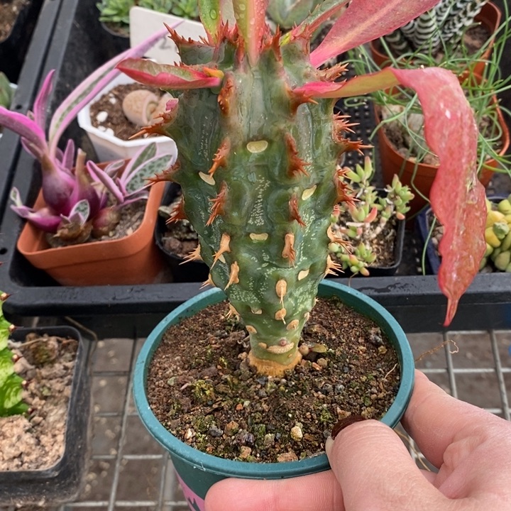 伯克利和格蕾纳等著名音乐家