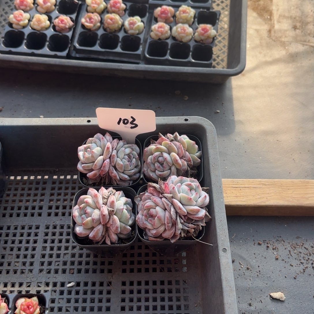 103特石榴籽4颗哈哈哈哈哈哈