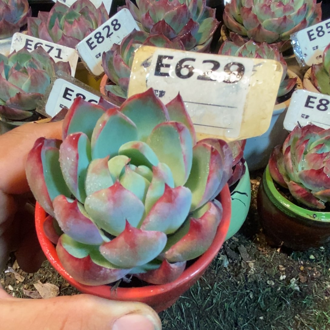 惊鸿一瞥629号号线