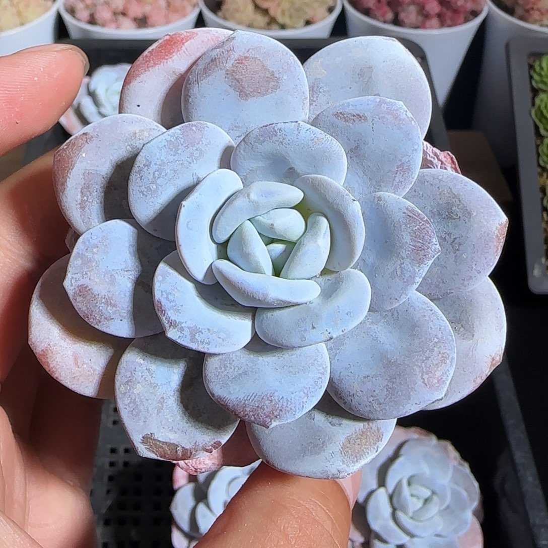 多肉1221-167雪莲