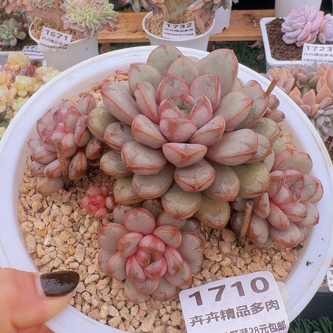 1710一物一拍（满28包邮）