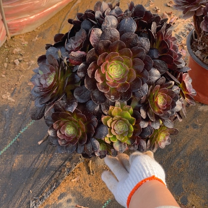 282黑寡妇法师多肉断枝不售后