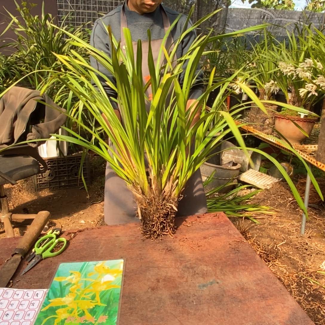 完全开放保山昌宁兰