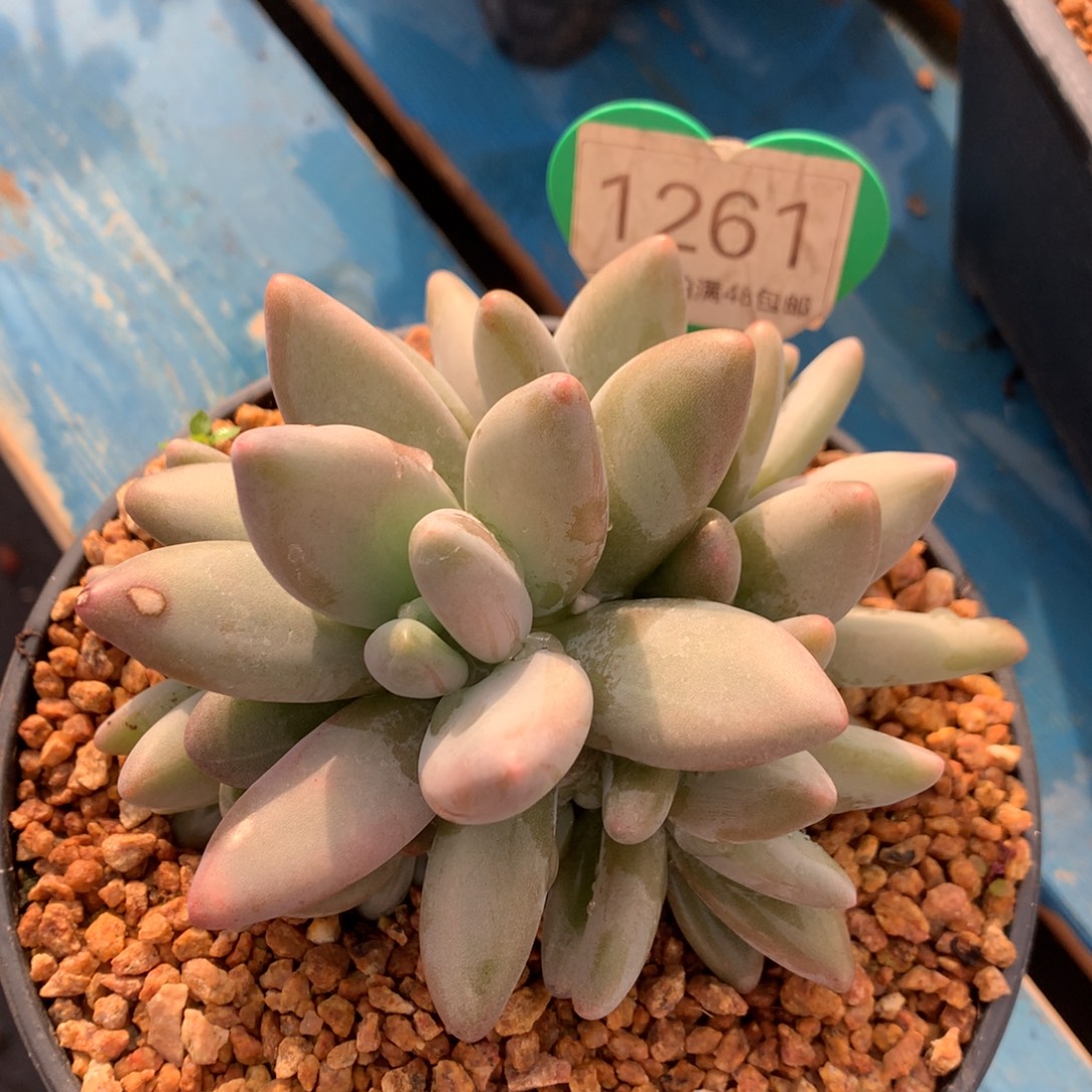 企鹅无砍捧花8头1261