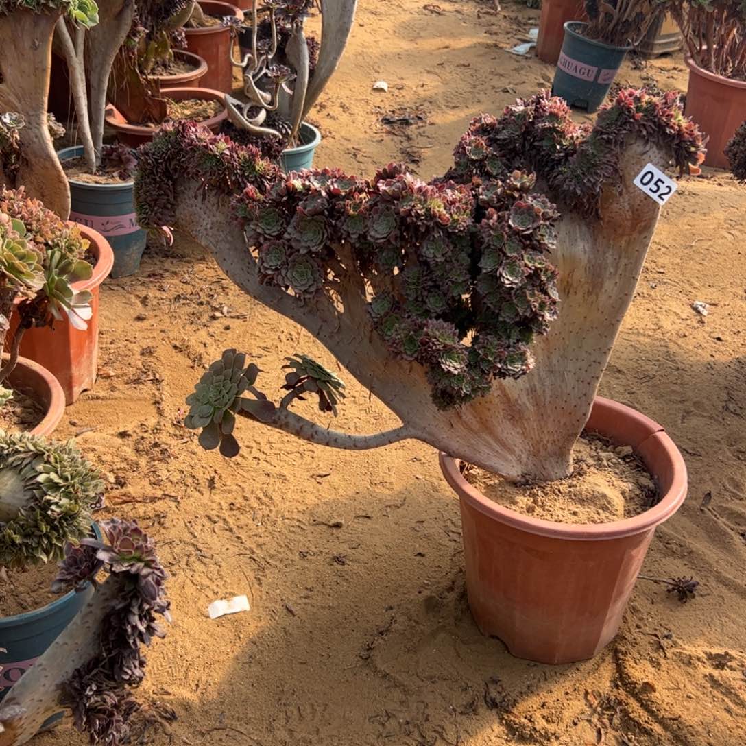 铜壶朵052冠服53中间板薄