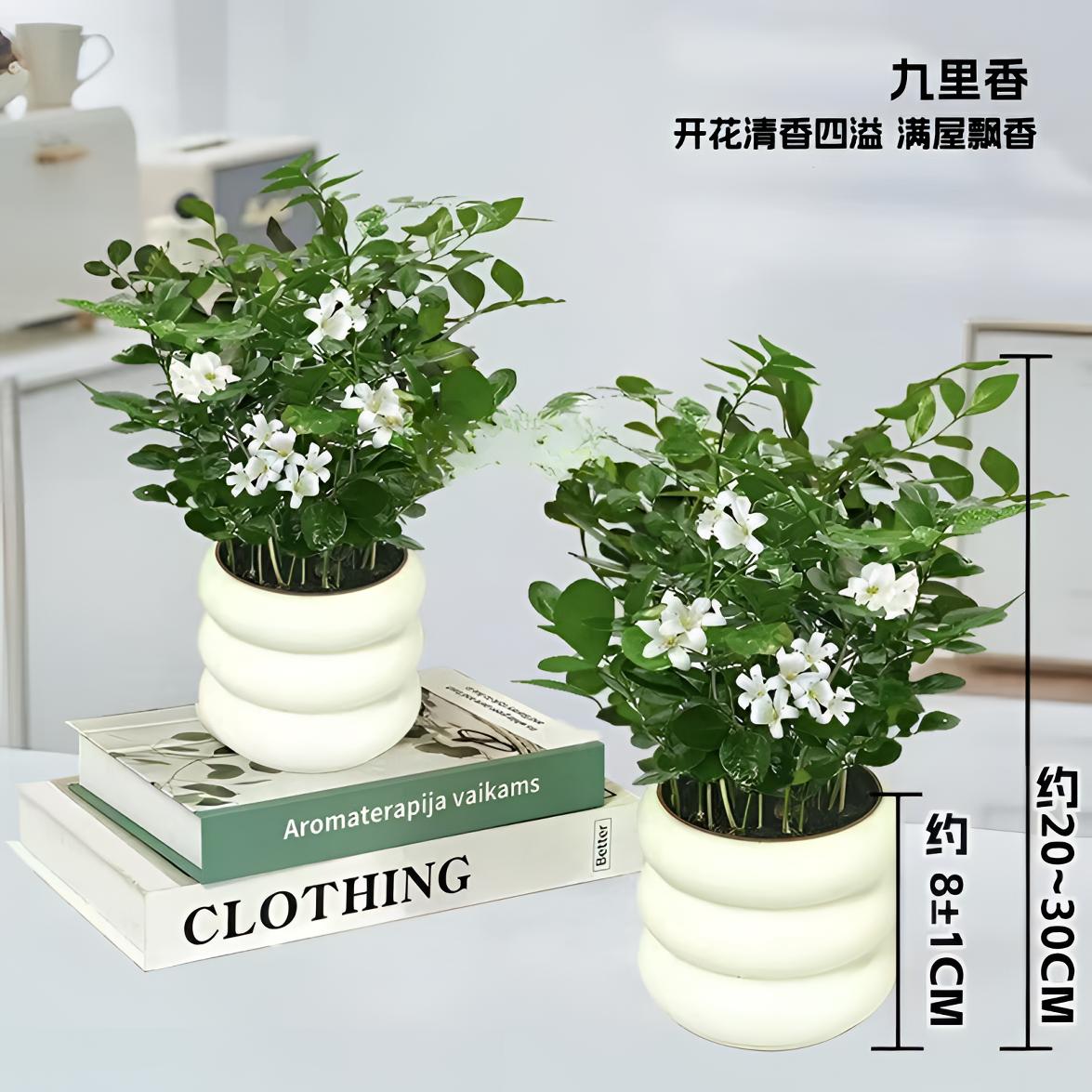 【两盆】HG九里香室内桌面盆栽鲜活发货观叶耐旱四季常青净化空气