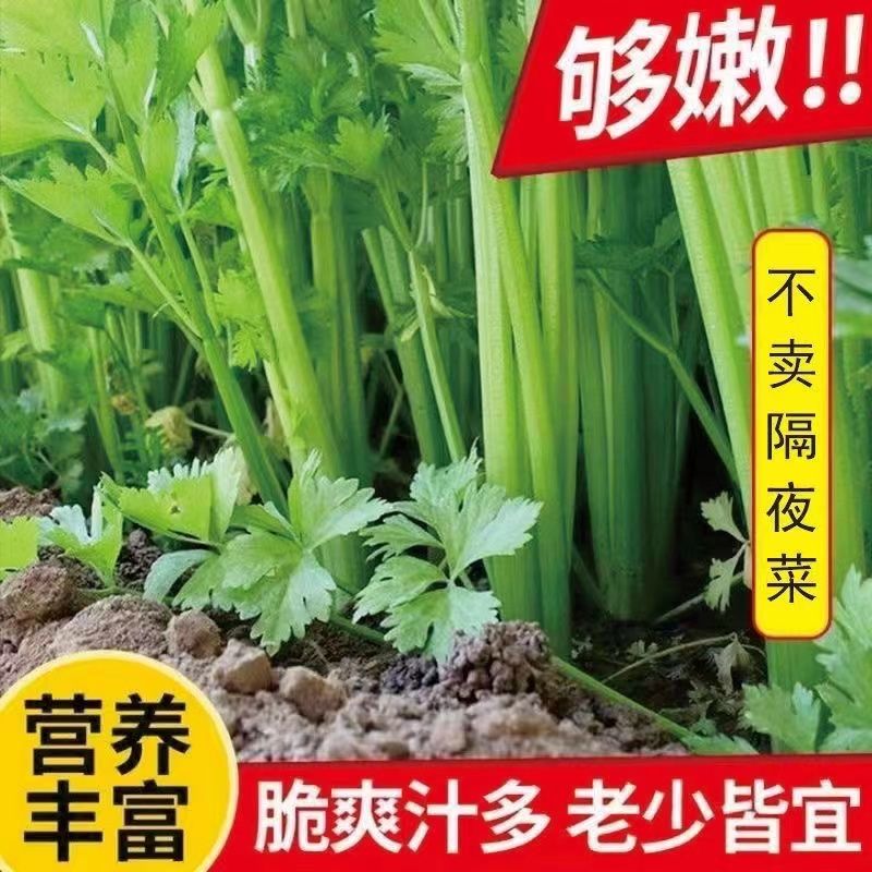 新鲜芹菜现挖农家自种新鲜蔬菜本地带叶芹菜
