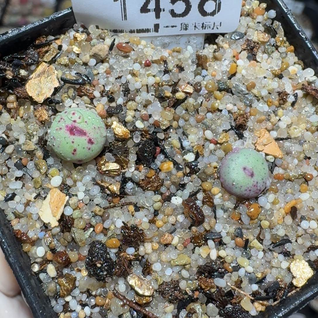 Zzz逛逛小黄车1456