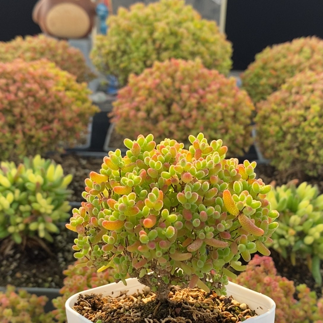 蜜橘糖球2961枝干番杏