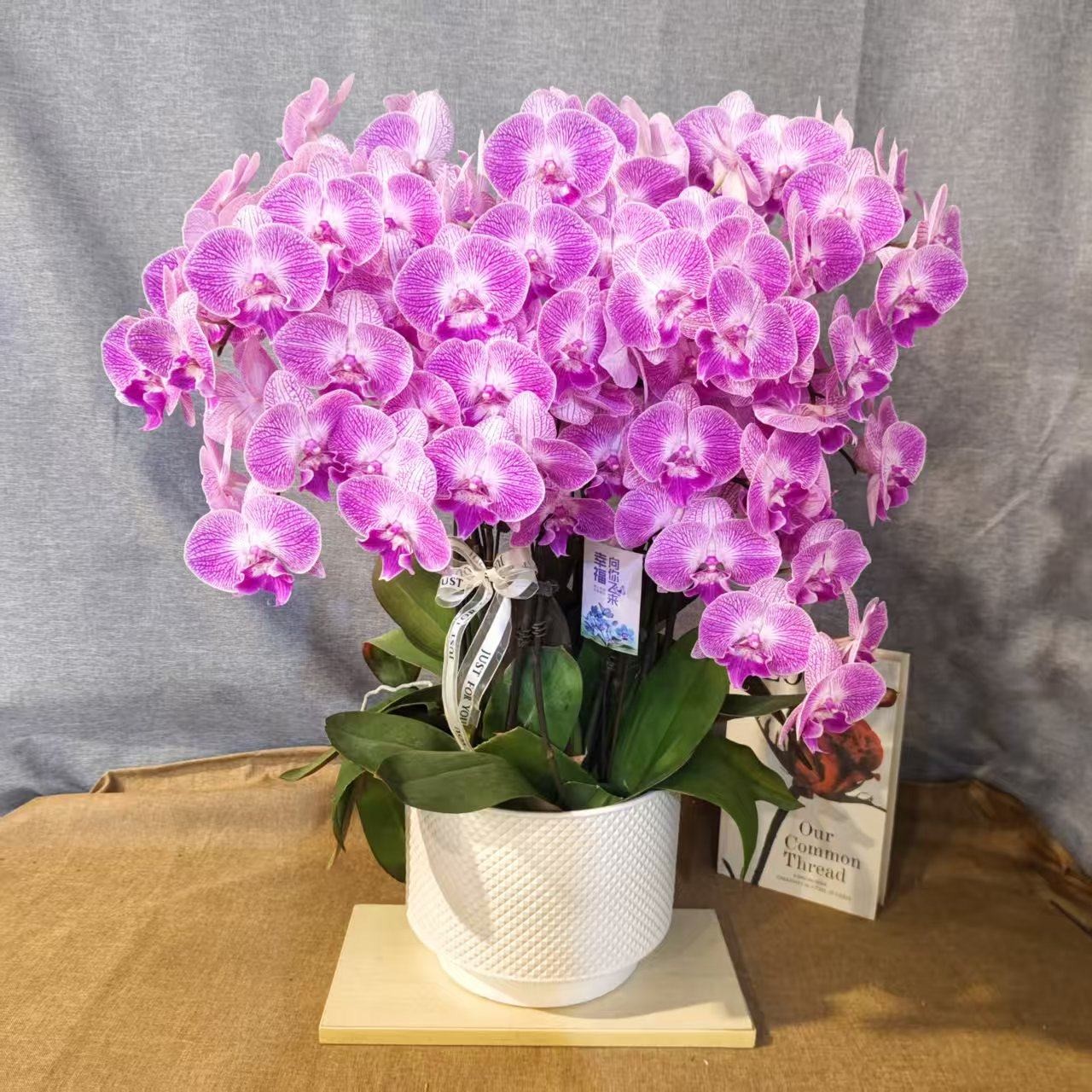 蝴蝶兰【梦露】蝴蝶兰室内种植观赏可带花发货适合送礼