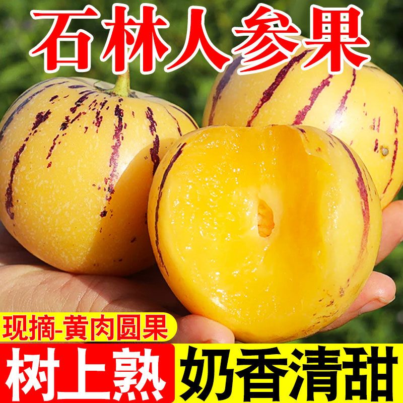 【树上熟】云南石林人参果果黄肉圆果清甜多汁当季新鲜水果产地直发