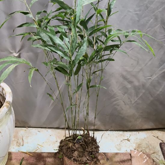 道***居完全开放筇竹算盘竹盆栽绿植竹子