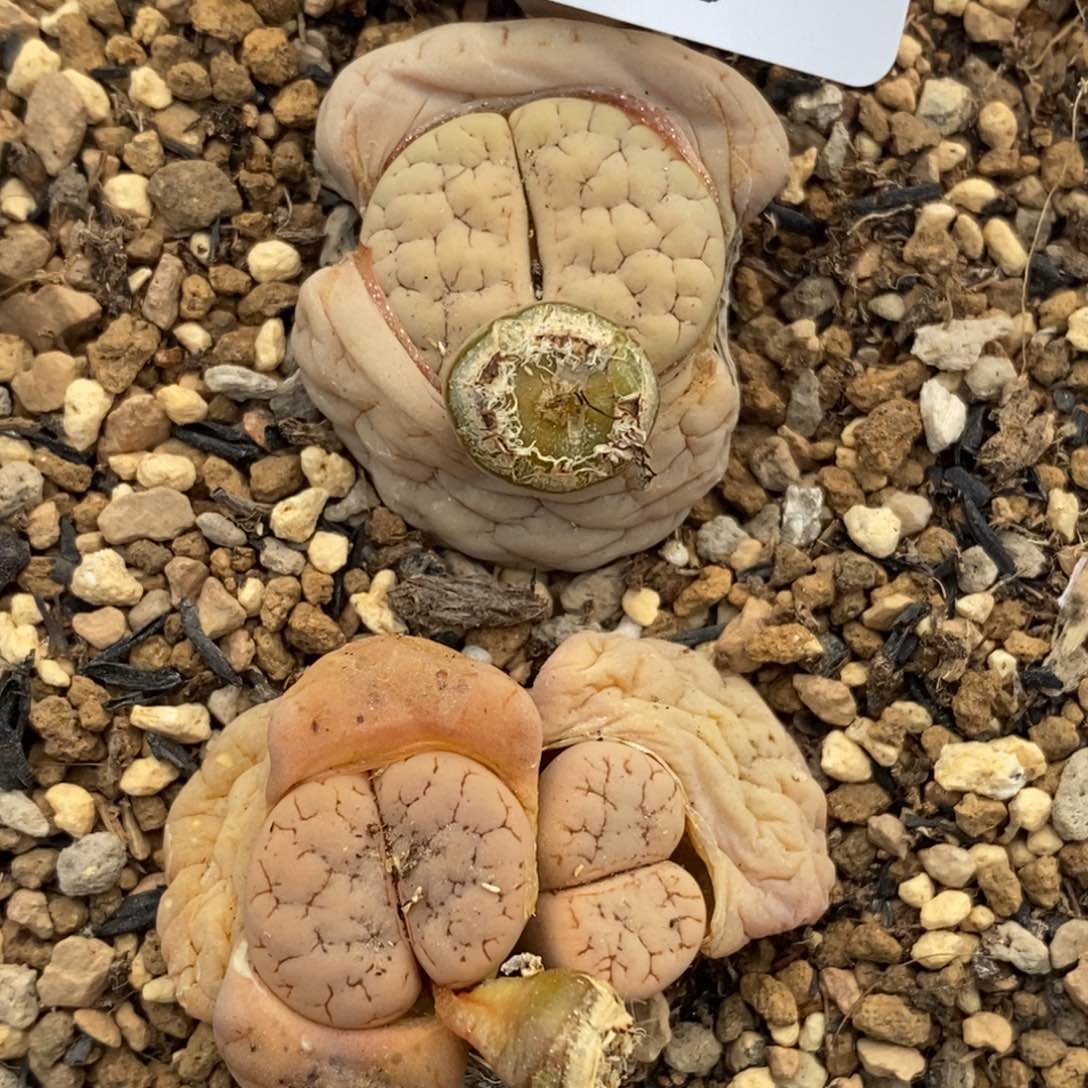 0629。零下拍保温。