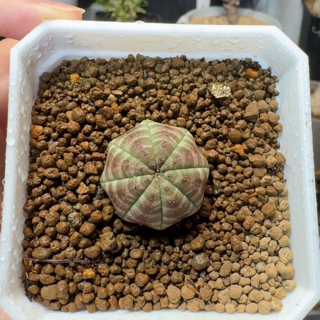 布纹球一物一拍多肉植物