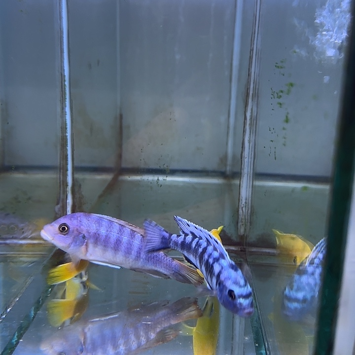 快***乐海水鱼357号共4条11111