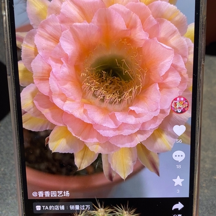 小***a香香梦幻侧芽3.5-4公分左右