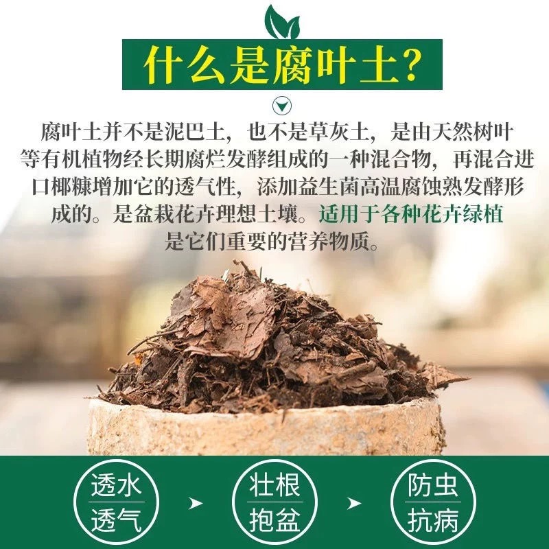 君子兰专用橡树叶土