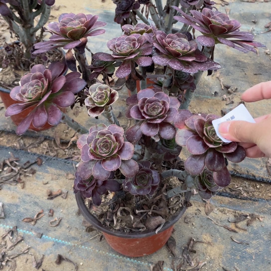 232黑玫瑰法师多肉断枝不包