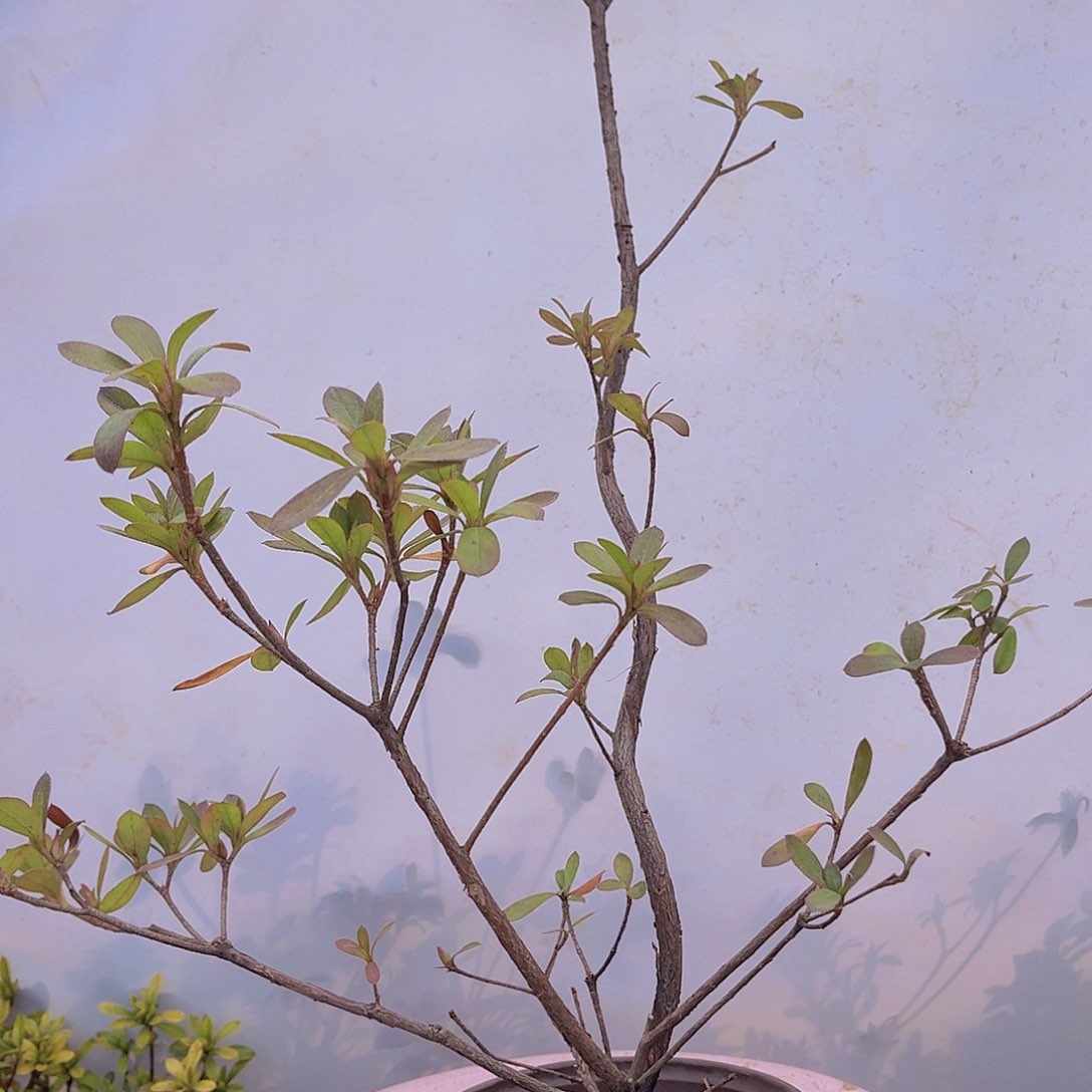 红陶直播时间一定一起