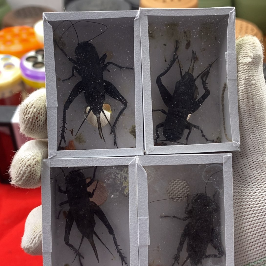 佰***蟋蟀好的我知道了我知道了我