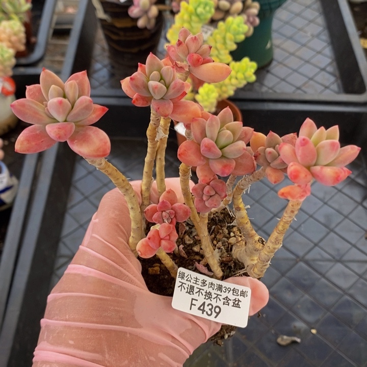 桃花泪散拼有砍439多肉植物