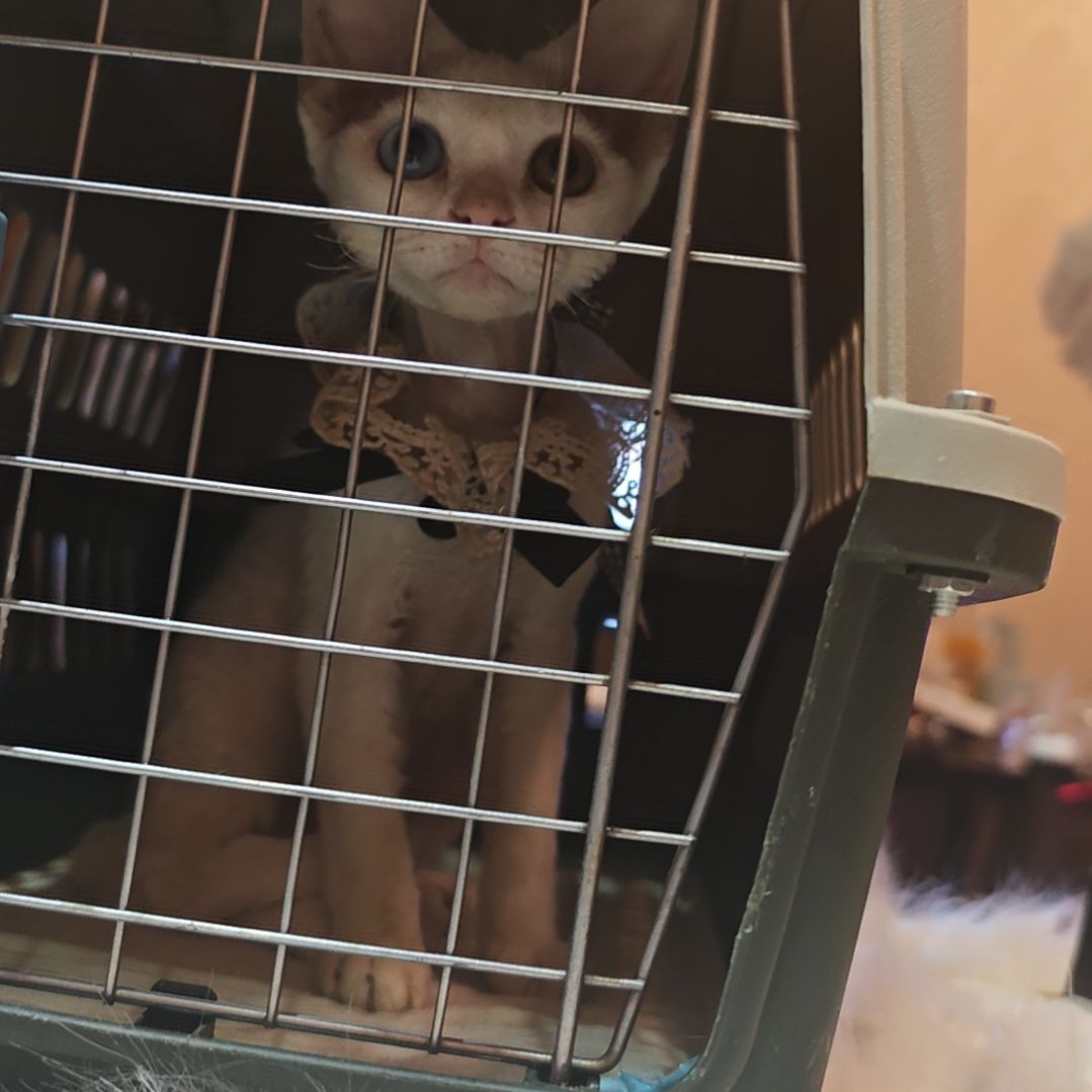 纯白异瞳德文弟弟