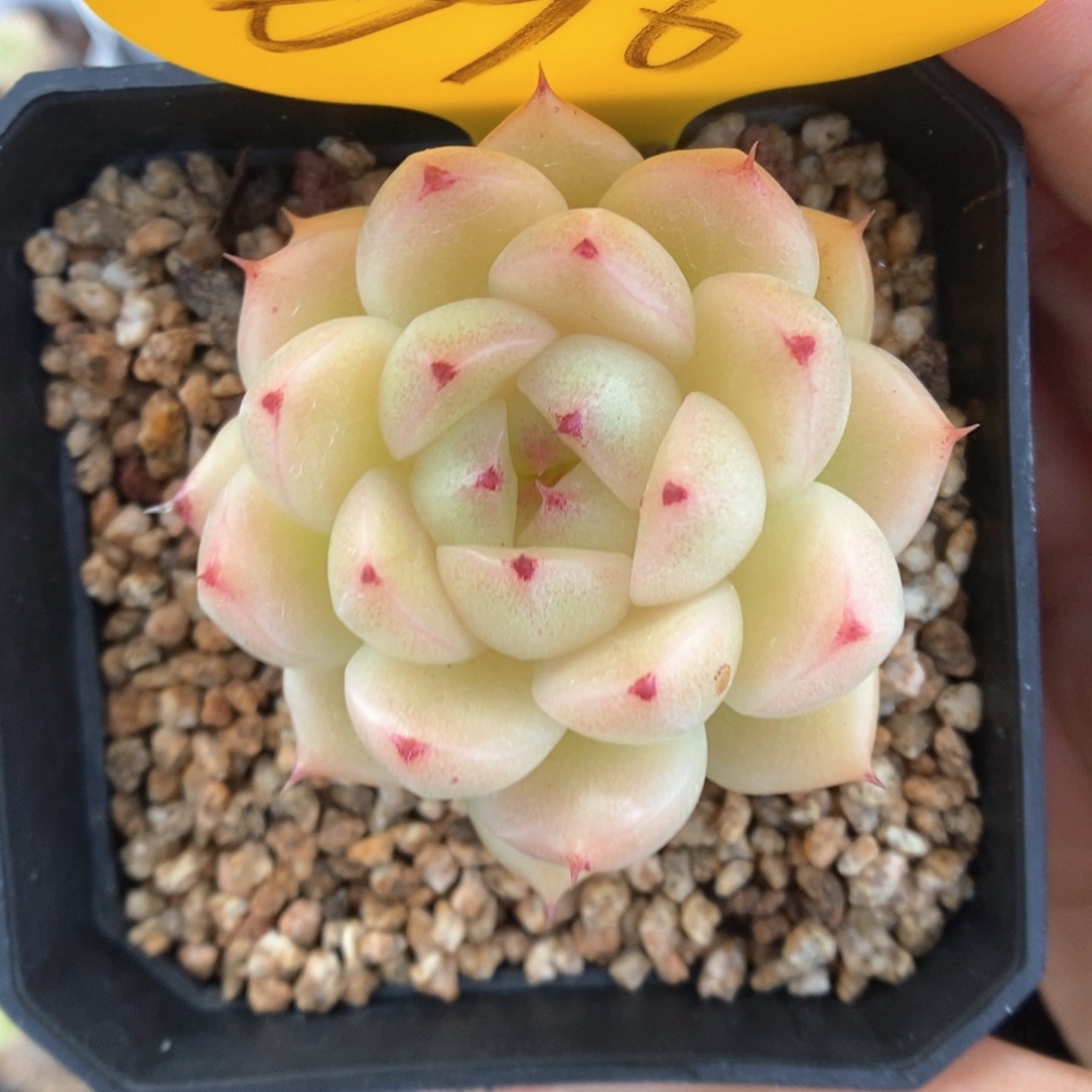 S***3油透麦秆696号。  