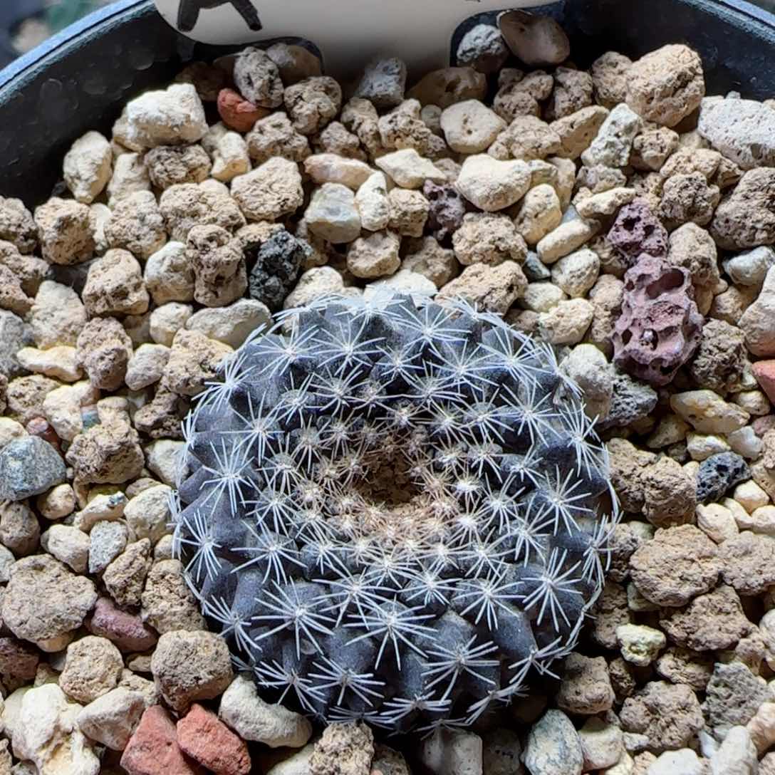 A90实生龙爪球多肉