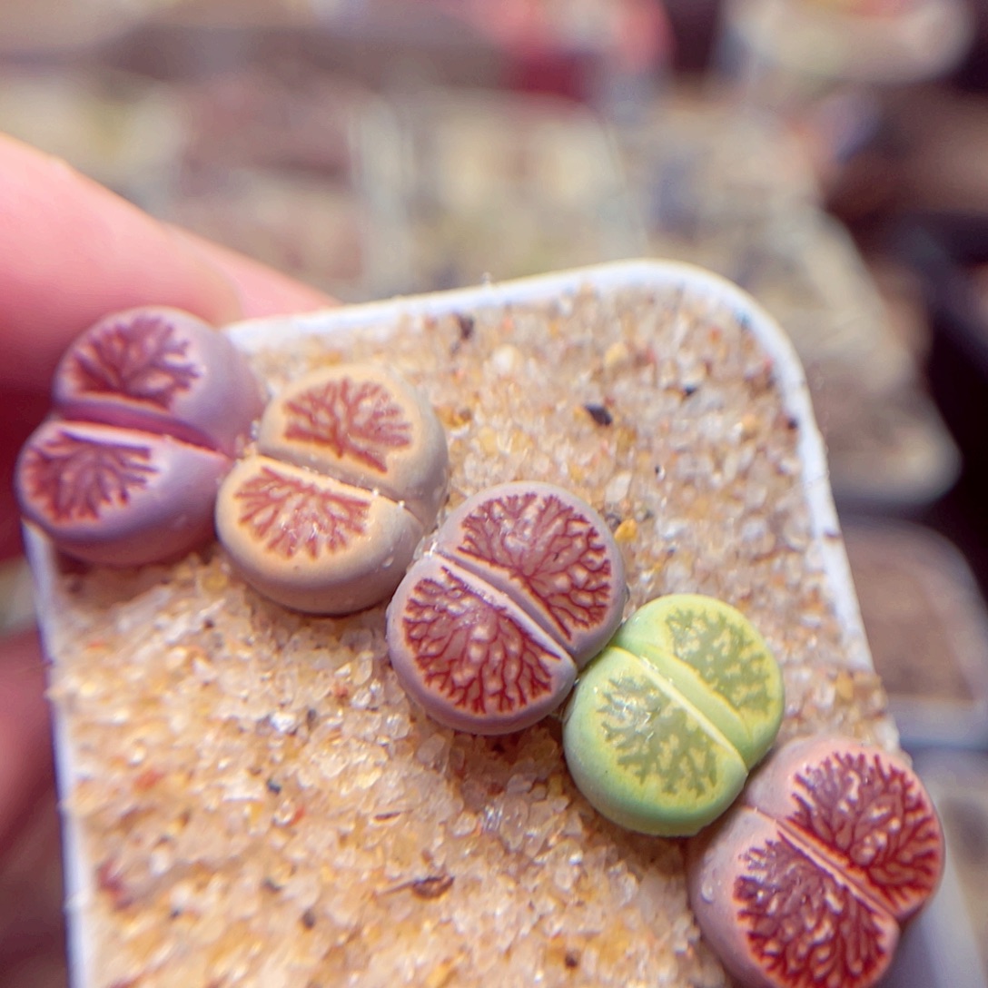 274号带盆盆包邮发货