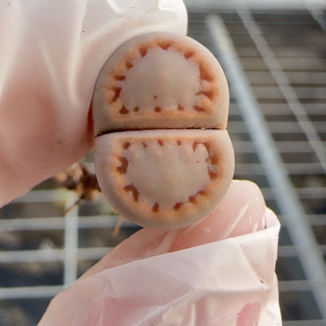 12.20.c216饼干.9024清框福利