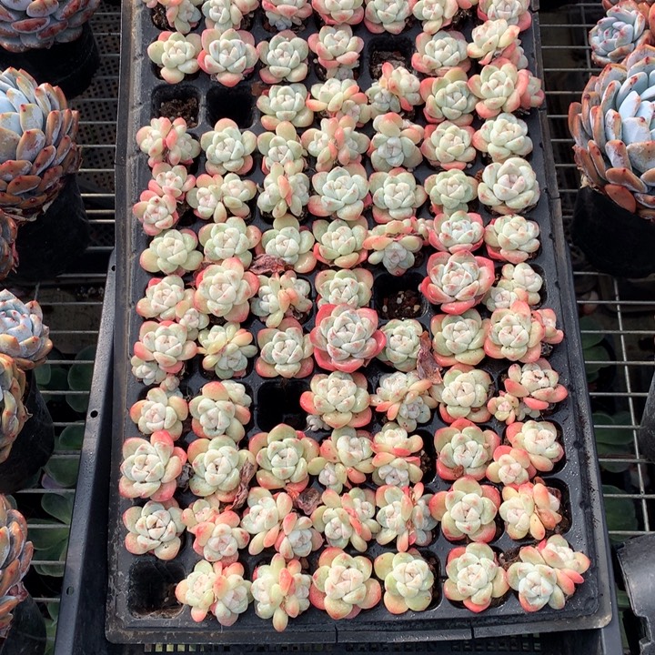 冰玉50个嗯嗯嗯嗯嗯好吧