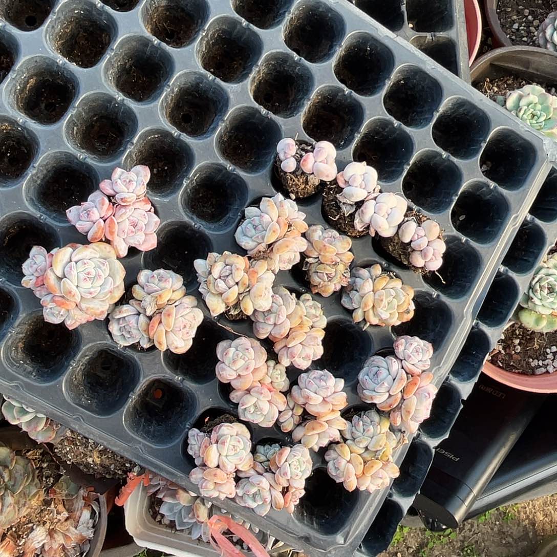 星影穴盘苗17棵多肉植物