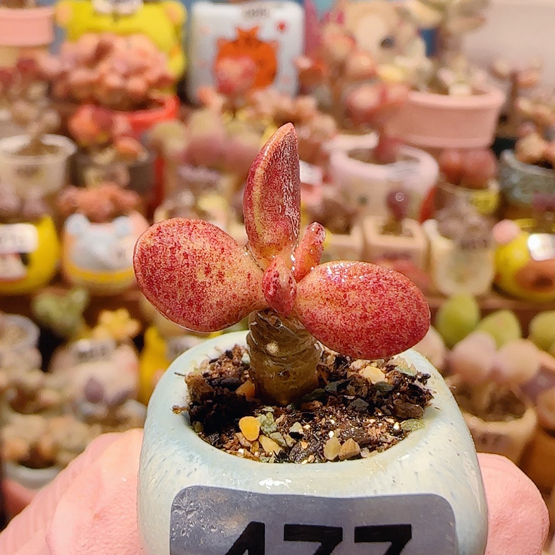 T可爱特白紫盆口2cm