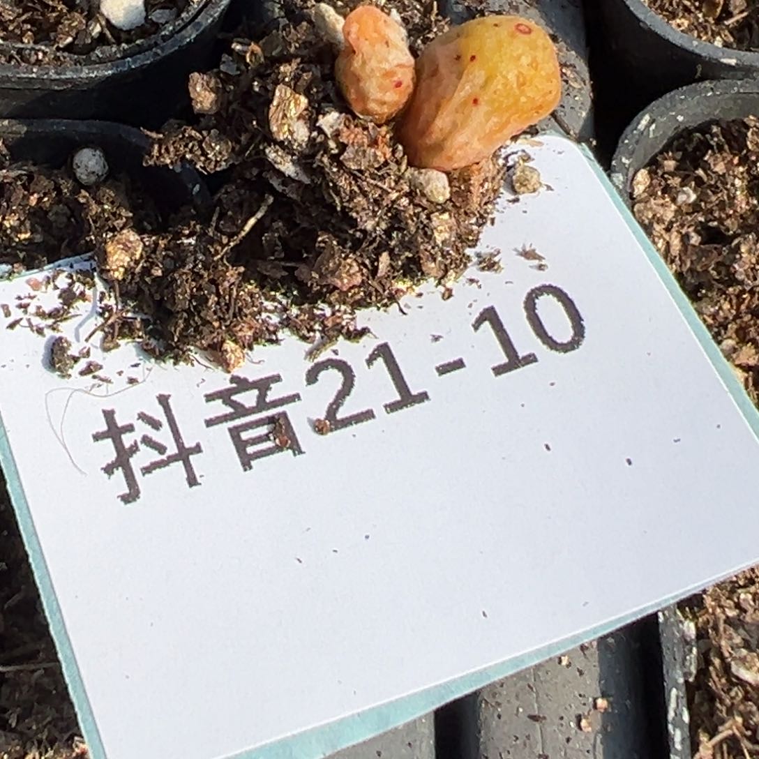 21-10量拍955d斑马一颗
