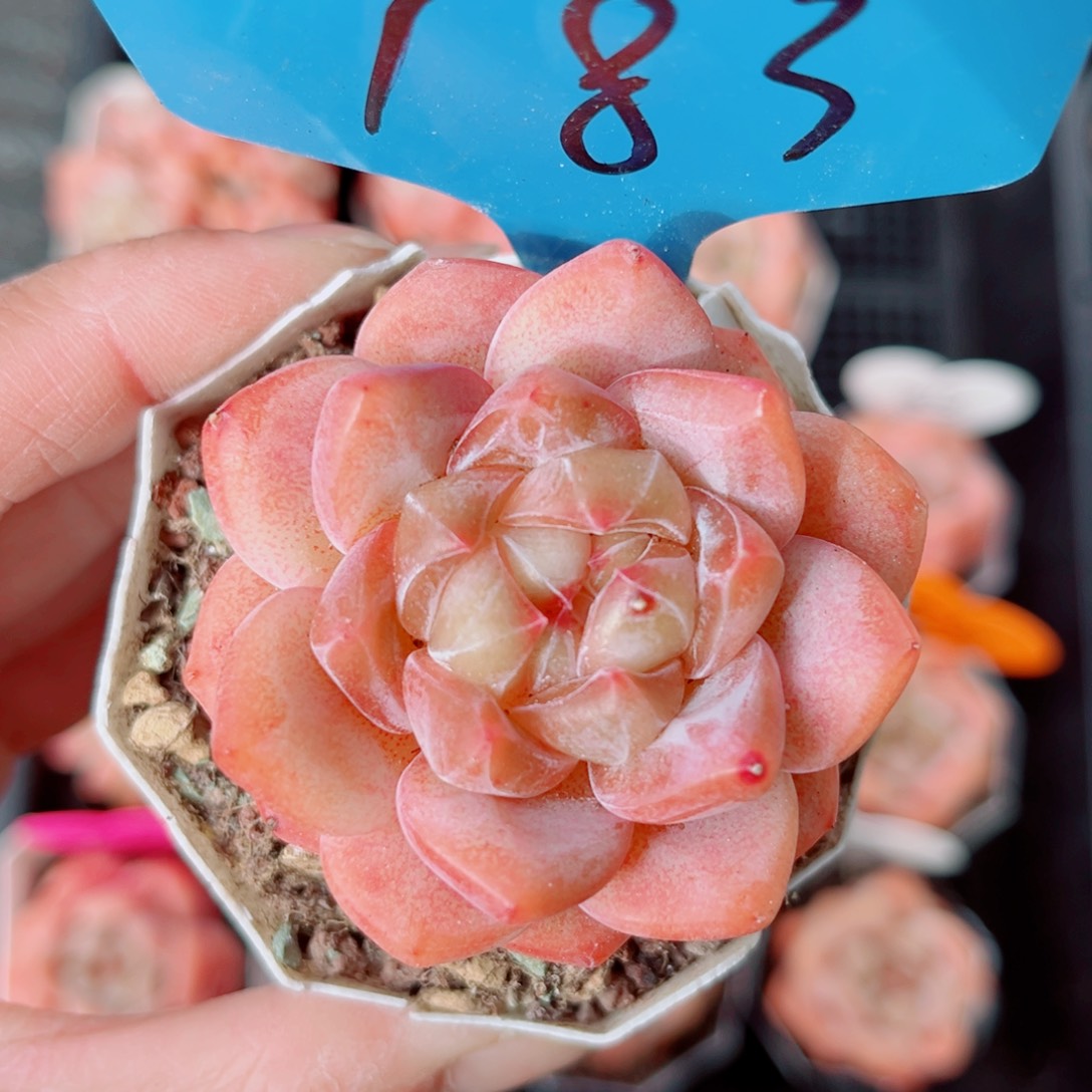 183号小老桩糖心单头