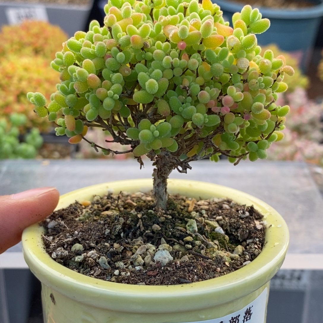 黄***宜337蜜橘糖球 。      