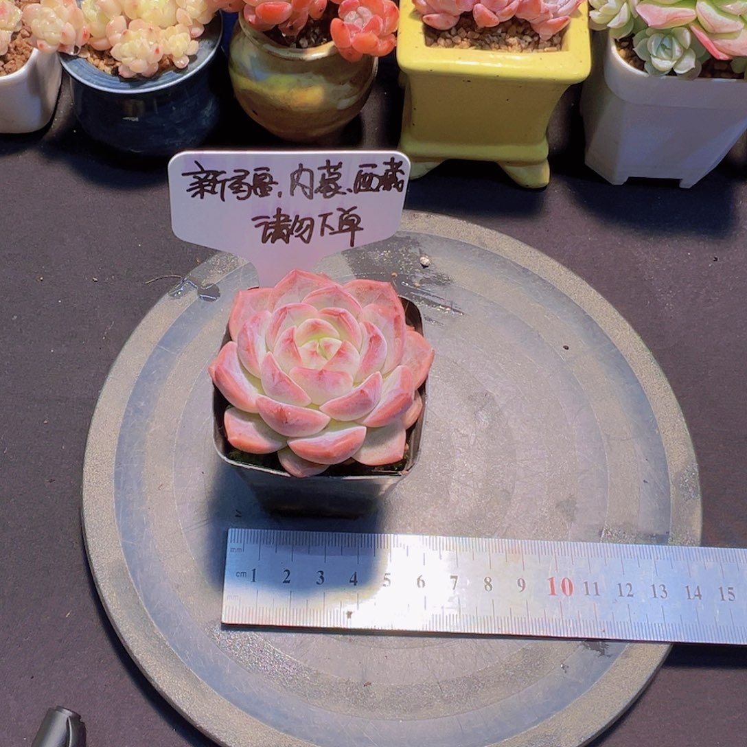 新品，带盆发货……