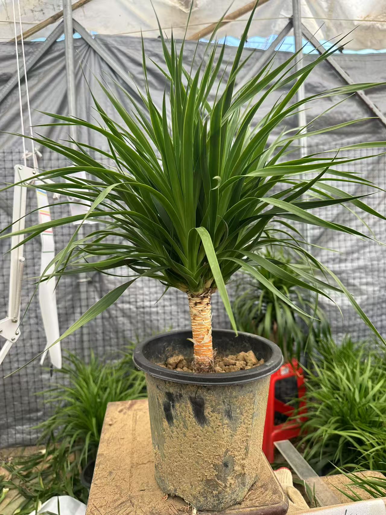 高档龙血树绿植盆栽室内大型客厅办公室除甲醛净化空气网红绿植