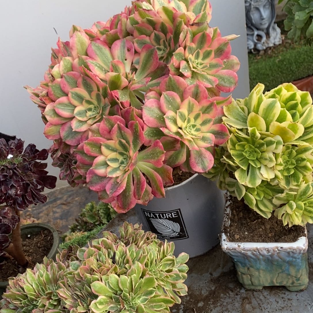 荼***2女神组合3颗组合1颗