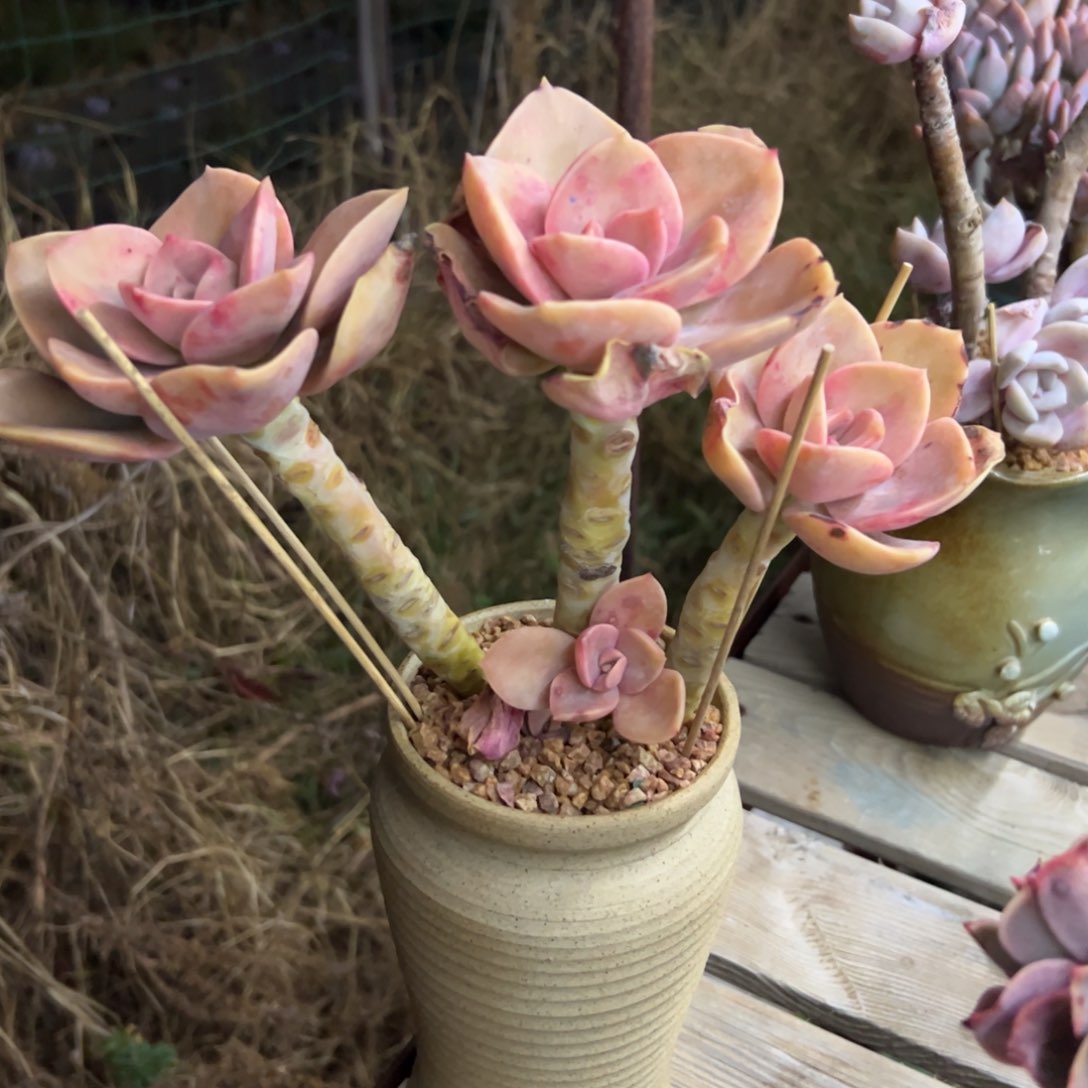 赫氏18 零零多肉植物