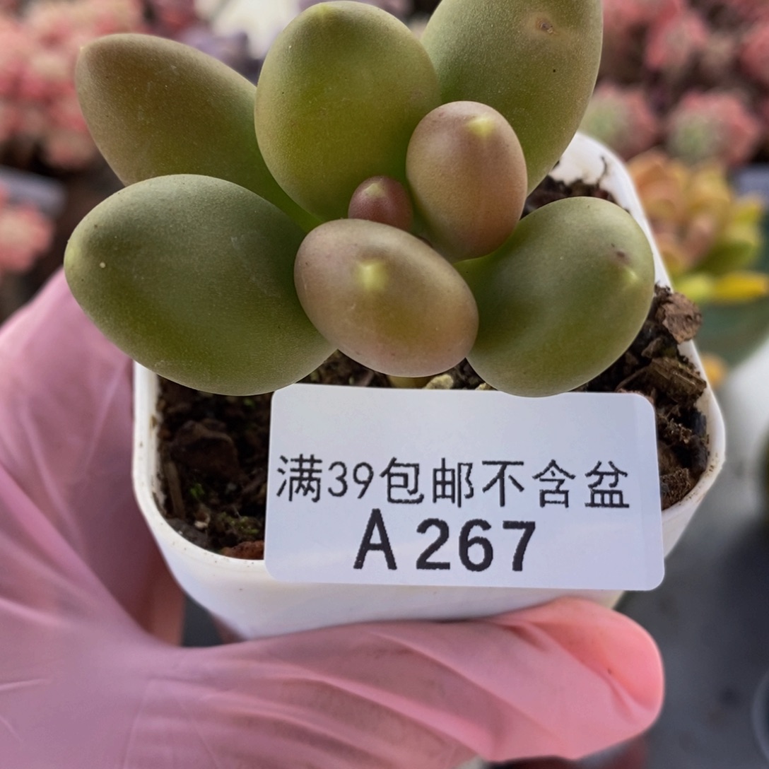 芒果奶单头267多肉植物